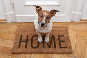 iCalmDog dog home alone