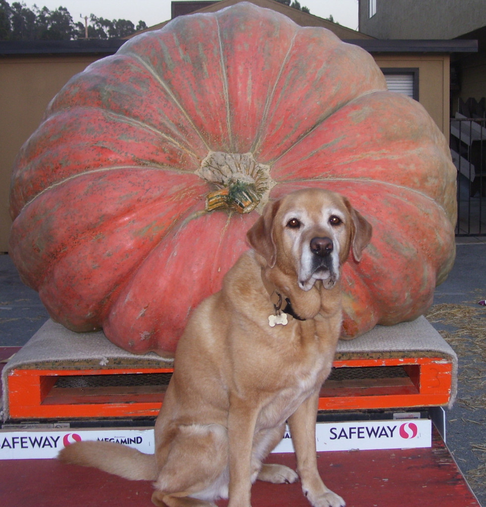 3 Surprising Health Benefits Of Pumpkin For Dogs And Cats Icalmpet