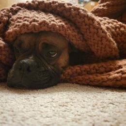 5 Tips to Keep Your Pets Comfortable and Safe During Winter