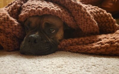 5 Tips to Keep Your Pets Comfortable and Safe During Winter