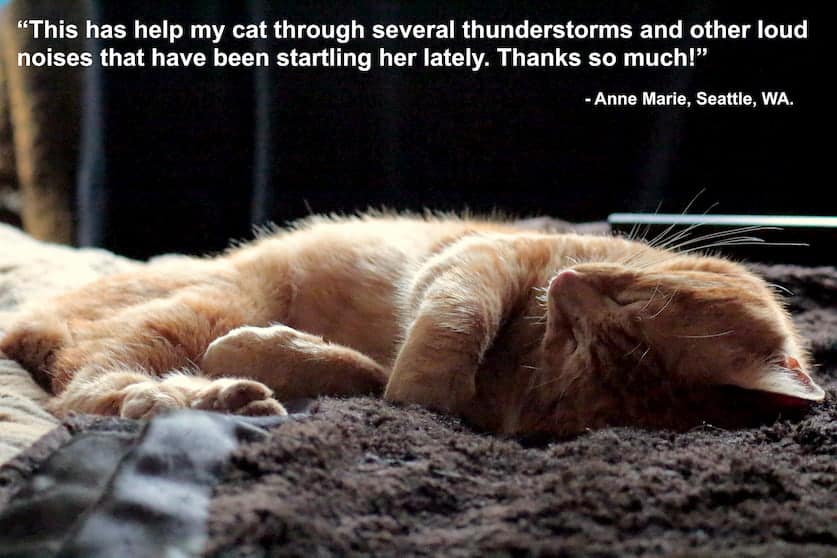 calming cat music download thunderstorms