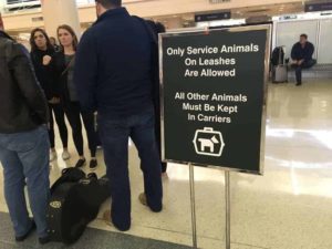 airport service animal calming download dog music