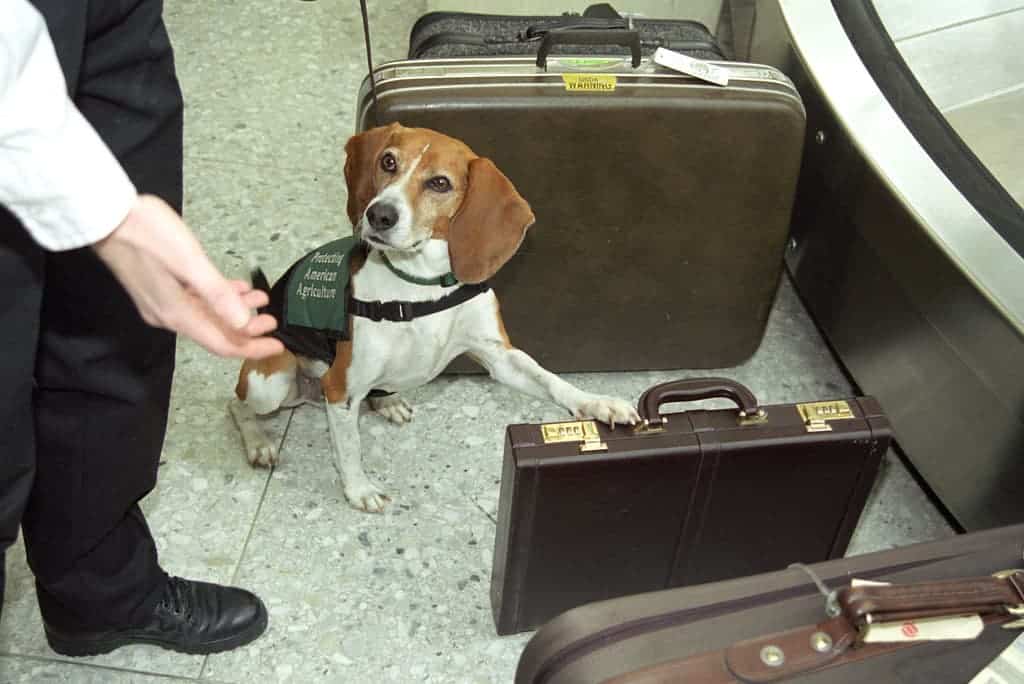 flying with dogs in 2021 changes