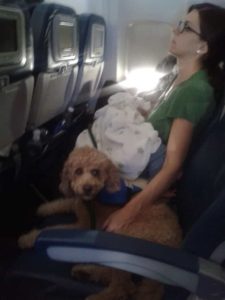 service dog on airplane calming music for dogs
