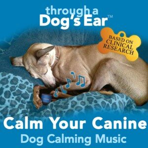calm dog illustration pets soothing separation anxiety calming streaming music