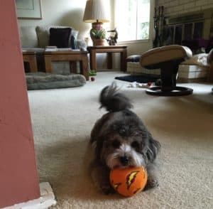 calm dog Baxter with ball