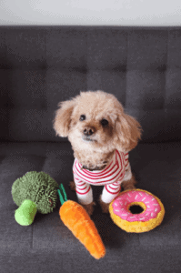 toy poodle likes music, little dog with toys, calming pet sound therapy, icalmpet,