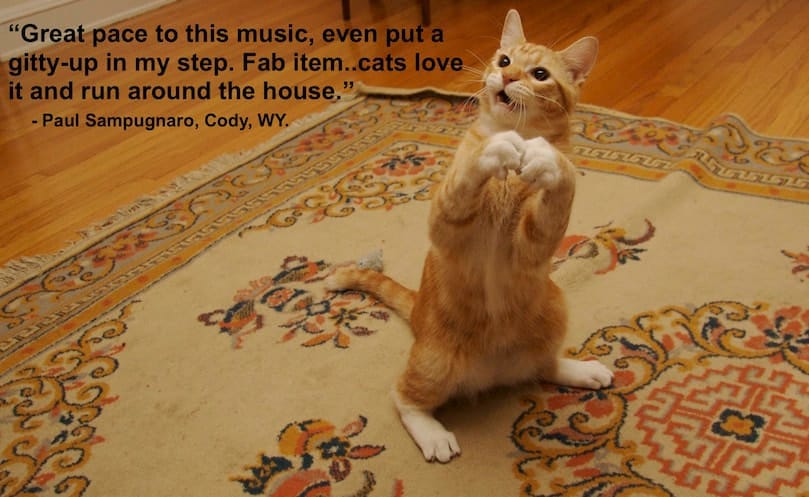 calming music for cats soothe kitty tunes free