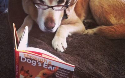 Audio Books for Dogs… Calming or Confusing?