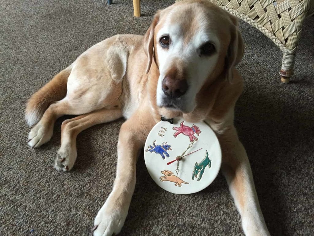 dog with separation anxiety holding a clock