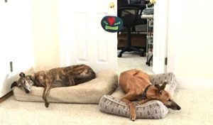 greyhound dogs relaxing to calming dog music