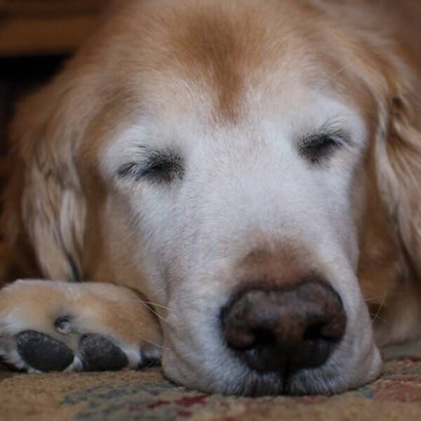 music to soothe elderly dogs