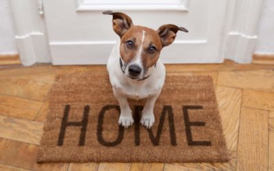 Separation Anxiety And Your Dog: The Complete Guide